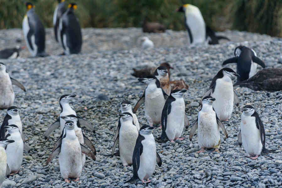 Pingüino Chinstrap - islas Georgias del Sur 08.jpg
